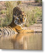 Bengal Tiger Mother With Cub At Edge Of Pool Metal Print