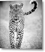 Big Cats Of Africa - Leopard, South Africa Metal Print