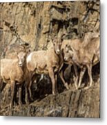 Big Horn Herd Metal Print