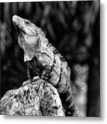 Big Lizard In My Backyard Metal Print