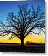 Big Oak Tree At Sunset Metal Print