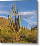 Big Saguaro Cactus Metal Print
