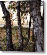 Birch At Sunset Metal Print