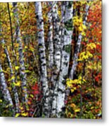 Birches And Autumn Color Metal Print