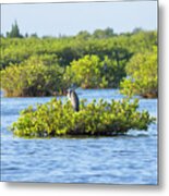 Bird Island Metal Print