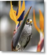 Bird Of Paradise And A Noisy Miner Metal Print