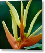 Bird Of Paradise Metal Print