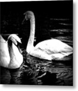 Birds Of A Feather Together Metal Print
