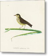 Birds Of Cube 1838 T2 Metal Print