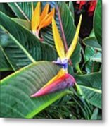 Birds Of Paradise With Leaves Metal Print