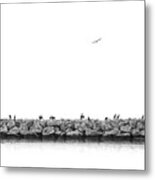 Birds On A Breakwater In Black And White Metal Print