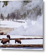 Bison Along The River At Yellowstone National Park Metal Print