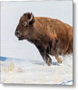 Bison Cow On The Run In The Snow Metal Print