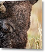 Bison Portrait 2 Metal Print