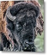 Bison Portrait Metal Print