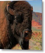 Bison Portrait Metal Print