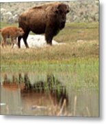 Bison Red Dog With A Wary Eye Metal Print