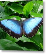 Black And Blue Butterfly Metal Print