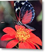 Black And Red Butterfly On Red Flower Metal Print