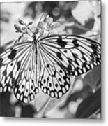Black And White Butterfly Bw Metal Print