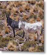 Black And White Donkeys Of Atacama Desert In Chile, In The Mountains With High Altitude Grasses. Metal Print