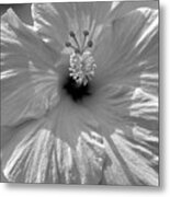 Black And White Hibiscus Metal Print