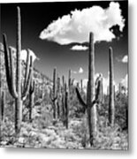 Black Arizona Series - Cactus Forest Metal Print