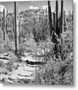 Black Arizona Series - Path Through Cacti Metal Print