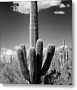 Black Arizona Series - The Saguaro Cactus Metal Print