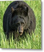 Black Bear Eating Grass In Yellowstone Metal Print