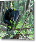 Black Bear Eating Leaves On A Log On The Forest Floor Metal Print
