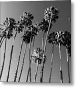 Black California Series - Palm Trees Family Metal Print