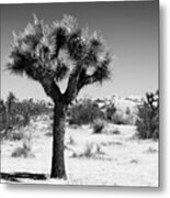 Black California Series - The Joshua Tree Metal Print