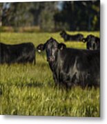 Black Cattle Metal Print