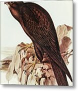 Black Falcon, Falco Sunnier Metal Print