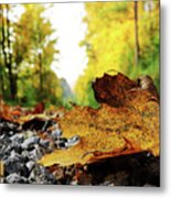 Black Spotted Yellow Marple Leaf On Gravel Road Which Surrounded Forest, Which Playing Many Colors. Pinch Of Autumn In Semptember Metal Print