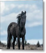 Black Stallion From The South Steens Herd Metal Print