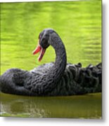 Black Swan In The Lake Metal Print