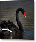 Black Swan Metal Print