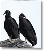 Black Vultures Metal Print