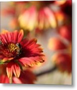 Blanket Flowers Metal Print