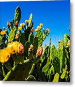 Blooming Cactus In Australia Metal Print