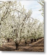 Blooming Fruit Trees Metal Print