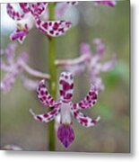 Blotched Hyacinth Orchid Metal Print