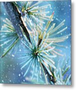 Blue Atlas Cedar Branch Dressed For Winter Metal Print