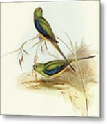 Blue-banded Grass-parakeet, Euphema Chrysostoma Metal Print