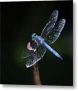 Blue Dragonfly Metal Print