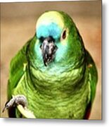 Blue Fronted Amazon Parrot Metal Print