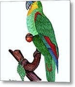 Blue Fronted Parrot Day 5 Challenge Metal Print