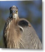 Blue Heron Portrait 3 Metal Print